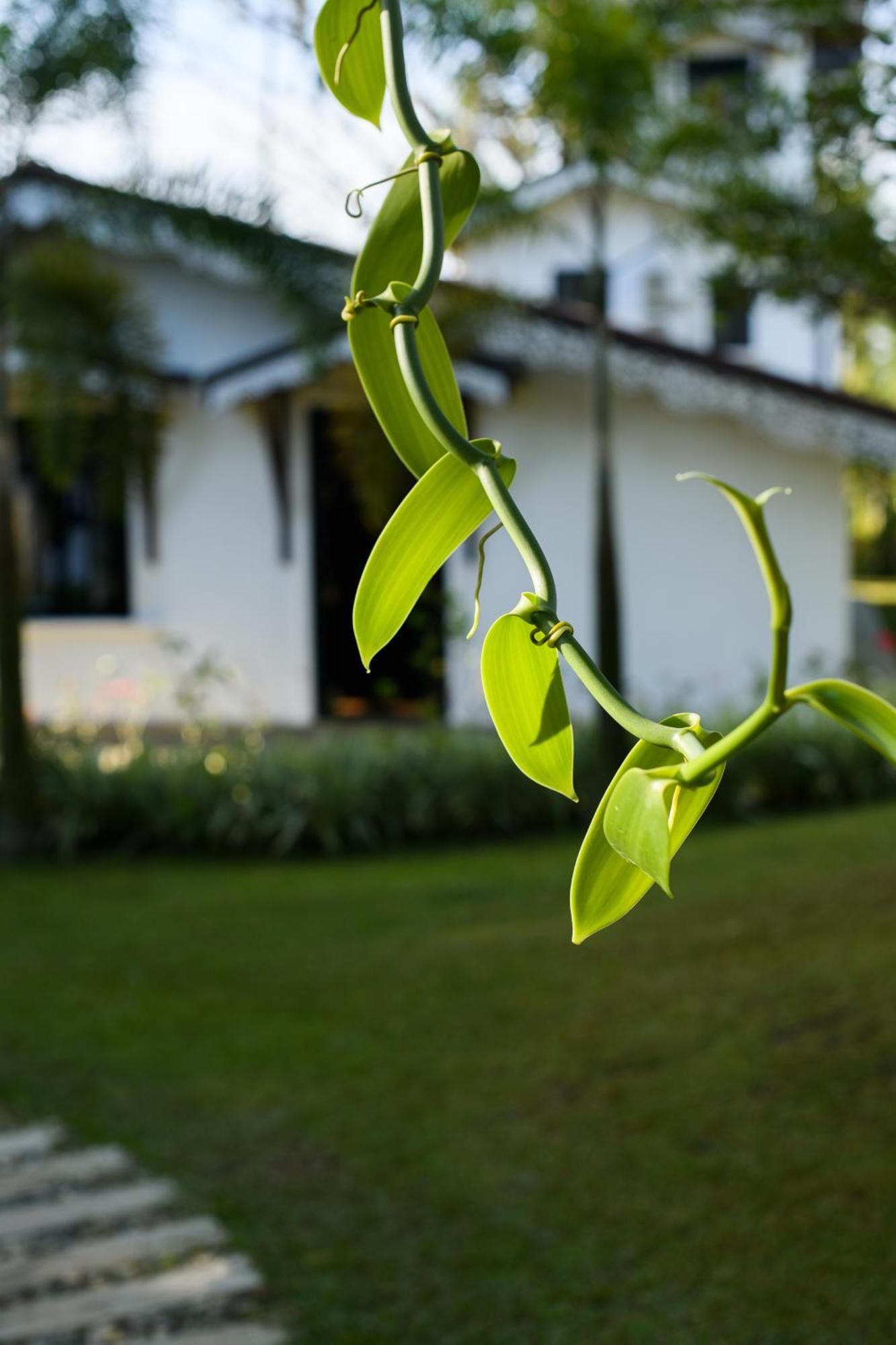 Roots Retreat Hotel Unawatuna Ngoại thất bức ảnh